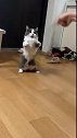 猫：你别转那么快，我都看不见了！