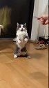 猫你别转那么快，我都看不见了！