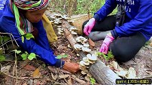 倒地的枯树上长满了野蘑菇，村民赶紧摘完找下一个地方！