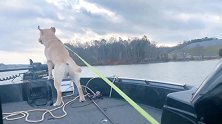 站在船头的狗狗，耍酷一秒钟就跳水里了！