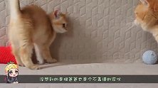 猫爸爸带孩子，心真大看把孩子吓得，还好今天猫妈妈不在家