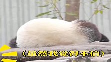 大熊猫因为太懒，被人当成假熊猫？