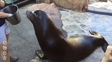 可爱的海狮只要给吃的，叫干啥都积极配合