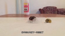贝壳放进醋里浸泡会变透明？外国小伙亲测，结果你猜怎么着？