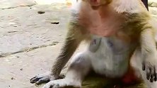 小猴仔太不懂事了，猴妈把它搞醒了，小猴仔居然跟猴妈动手