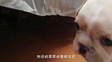 狗狗蹲在零下30度的室外，只为等待主人，幸好迎来了暖心的结局