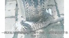 看到猫被车压住了，网友上前帮忙，结果让他笑崩了：果然是水做的