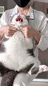不会跳舞，骂骂咧咧的小猪