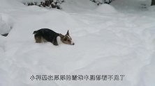 主人带“胖儿子”玩雪，竟被主人“活埋”，狗：我不要面子嘛