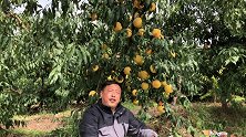 这种黄桃自花授粉，抗病强，丰产性好，果个大，属于最晚熟黄桃