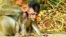 担心！小猴子库比呕吐不止，它可能吃了有毒的棕榈果！