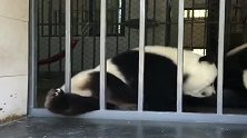 熊猫是虚胖，这世间的猫都是液体做的吗？