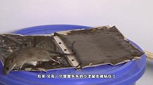 2只小老鼠被粘鼠板粘住，老鼠亲属纷纷前来施救，镜头记录全过程
