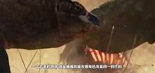 猴子偷吃科摩多巨蜥的蛋，结果被科摩多巨蜥整吞，镜头拍下过程