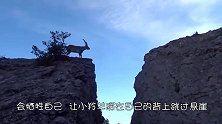 六只羚羊跳跃万丈悬崖，第六只才是王者，实在太精彩了