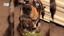 男子向老婆告发狗子在车里蹭屁股 狗子急忙辩解气愤地想说人话！