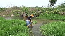 藏在野草潭苔藓下的巨大贝壳，收获蓝色珍珠