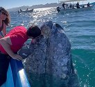墨西哥一头灰鲸靠近游船让游客亲吻自己 随后向他们喷水