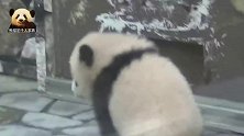 熊猫宝宝一扭一扭走猫步，可爱得不像话