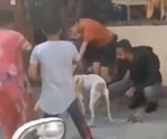 印度孟买一只流浪狗失踪一周后再次返回社区 居民们欢呼庆祝
