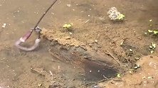 小河沟里的黄鳝饿疯了，一放诱饵就上钩，抓起来非常容易！