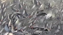 入侵我国的罗非鱼，连我国吃货都无法解决，竟成高危入侵物种