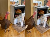 网友拍摄活火鸡围观烤箱内烤火鸡的画面 引发热议