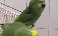 油管上两只鹦鹉笑声太尼玛魔性了，听完我想打鸟！