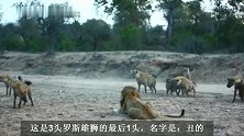 老罗斯雄狮联盟：狮王兄弟惨遭盗猎，老三无力对付鬣狗群(1)