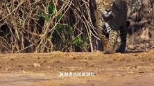 动物：300斤美洲虎偶遇200斤美洲狮，大战一触即发