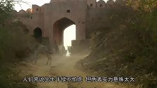 300斤的野猪王，能不打赢一头老虎吗镜头记录精彩一战