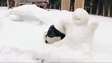 当熊猫遇上北方的大雪，这货嗨翻了，整颗心都要被萌化！