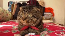 猫咪目无尊长无法无天，气晕铲屎官