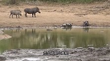 野狗在池塘边午睡，疣猪为了喝水多次悄悄接近，它能成功吗