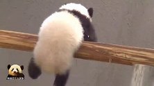 熊猫宝宝抱着独木桥悬挂在半空，萌萌的小短腿儿抢镜了