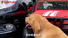 金毛开车遛弯儿，撞车后差点被讹钱，还好姐姐出手相助
