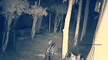 动物世界：豹vs斗牛犬