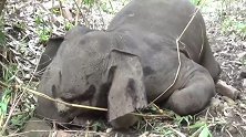 印度：太惨了！18头野象在森林中被闪电击中死亡