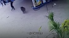 男子一把抓住小猪崽，谁料猪妈瞬间怒了，下一秒憋住不许笑