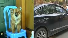 汽车撞死未拴绳宠物犬 狗主人直接扣车:赔10万！