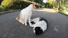 三只猫咪当街摔跤，本想上前劝劝，看这架势咱也不敢说不敢问啊