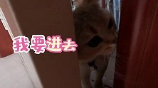 凌晨5点被猫砸门！不知道警察管不管这事？