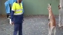 一只袋鼠跟一位技工大哥，杠上了
