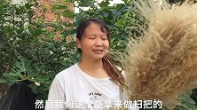 看似没用的芦苇杆，在客家阿姨手里是做扫把的好材料