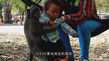 猴子咬了一口朝天椒，当场发飙：想辣死本王吗镜头记录搞笑过程