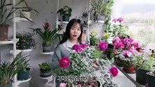 天方夜谭，是一款大花微月，优点很多，适合阳台养护