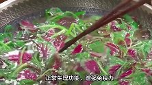 此菜全是宝，却被人“嫌弃”！碰到别放过，铁含量为菠菜的9倍