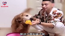 主人吃完的西瓜皮扔给金毛，狗狗竟然还会垃圾分类，真聪明！