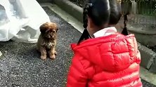 流浪狗： 天真无邪的小妹妹，她的举动让人感到暖心