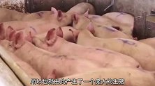 养猪场病死的猪，是如何处理的？难道真的被做成火腿肠？